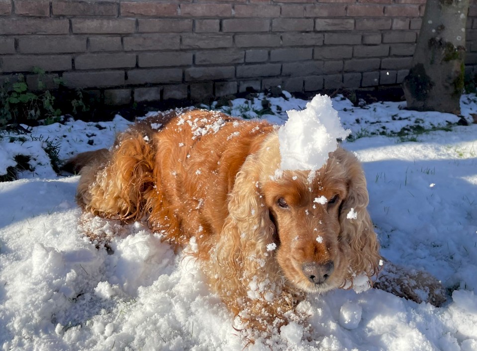 Ik verzorg uw hond