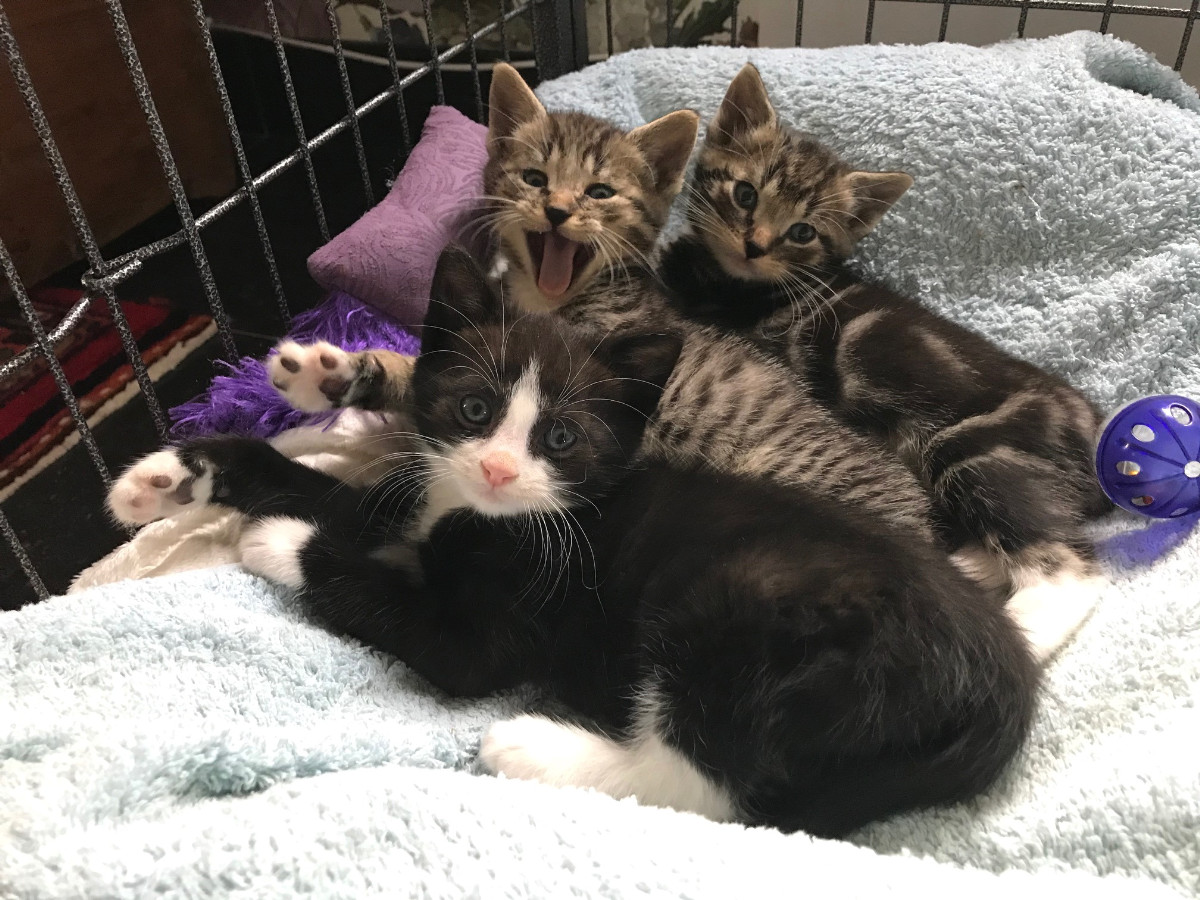 Kitten-opvang en zwerfkatten