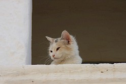 Princes poes in Chios