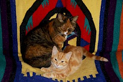 Kesie, mijn lapjespoes RIP en kleine Sumba
