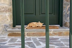 Rode kater, net een ansichtskaart, in Chios