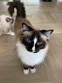 Ragdoll Donder kattenoppas Rijswijk Veen Giessen