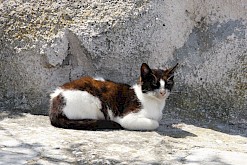 Zwart wit kat in Chios