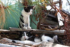 Stoeiende kittens op Chios