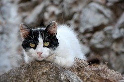 Nieuwsgierige kat in Chios