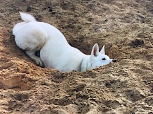 Chiko in de Drunense duinen