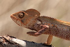 Kameleon in Madagaskar