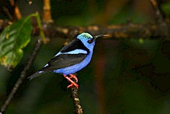 Kleurrijke vogel in Costa Rica