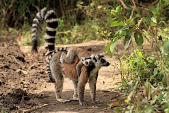 Ringstaart maki in Madagaskar