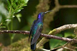 Kleurrijke vogel in Costa Rica