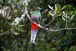 Vrouwtjes Quetzal in Costa Rica