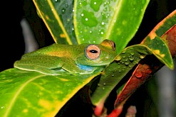 Roodoogmakikikkertje in Madagaskar