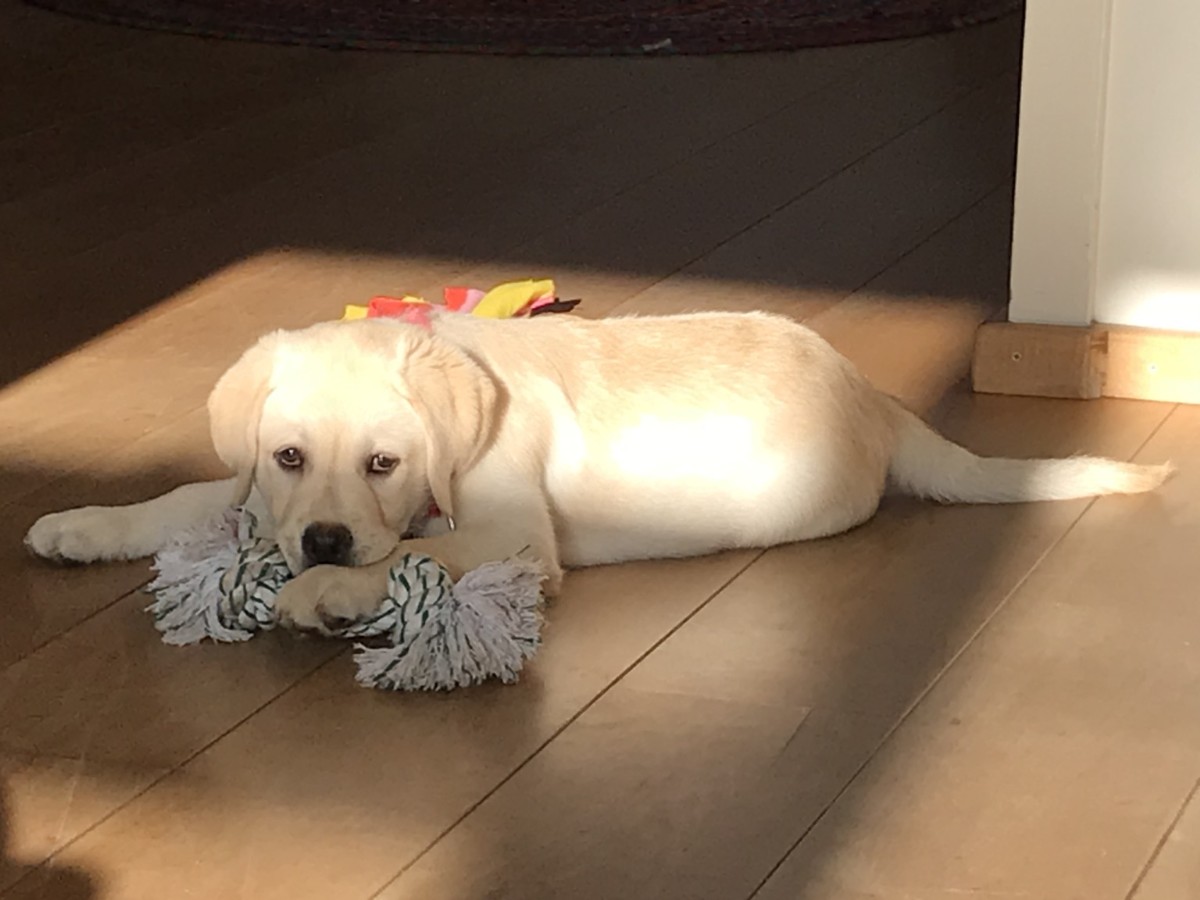 Labrador puppie Kees wil ook graag lopen met Marielle!