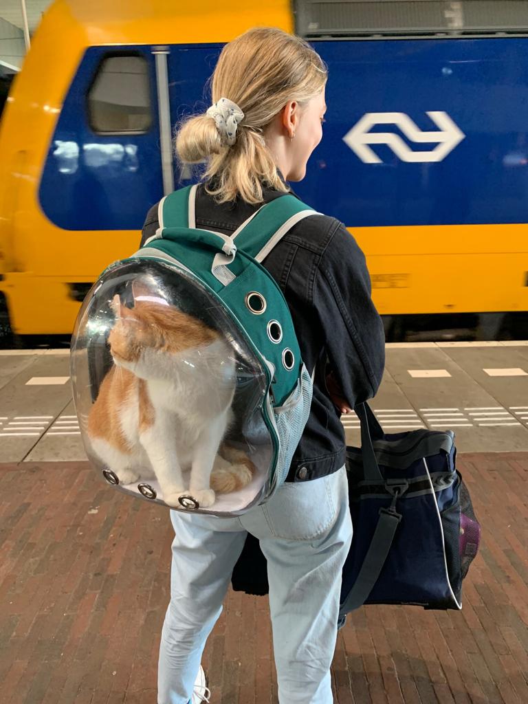 Andere manier van kattenvervoer