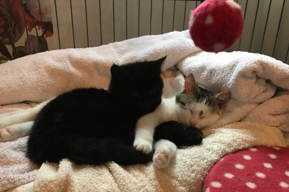 Weer prachtige kittens in de opvang bij Marielle's beestenboel!