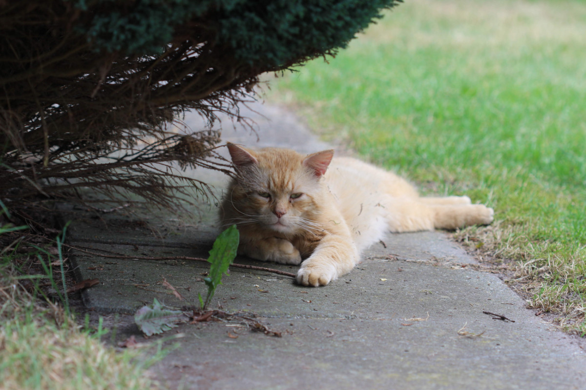 Zwerfkatten een beter leven geven met TNRC. Kijk wat Stichting Dierenlot doet.