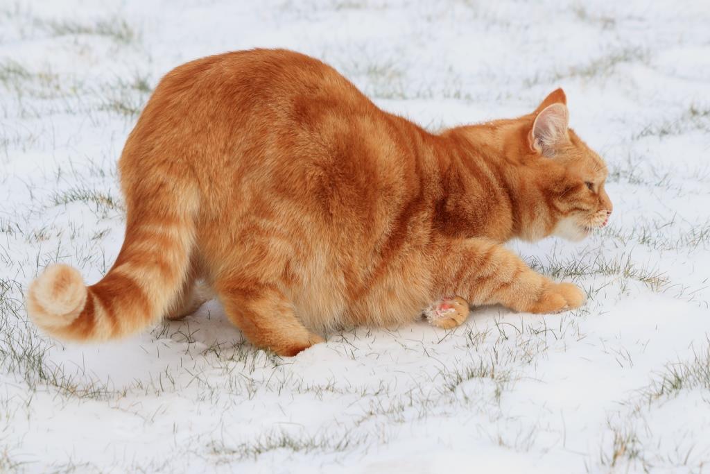 Sneeuwpret bij Marielle's beestenboel!