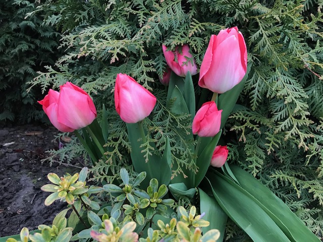 Yes, lente in aantocht en het werken in de tuin begint weer!