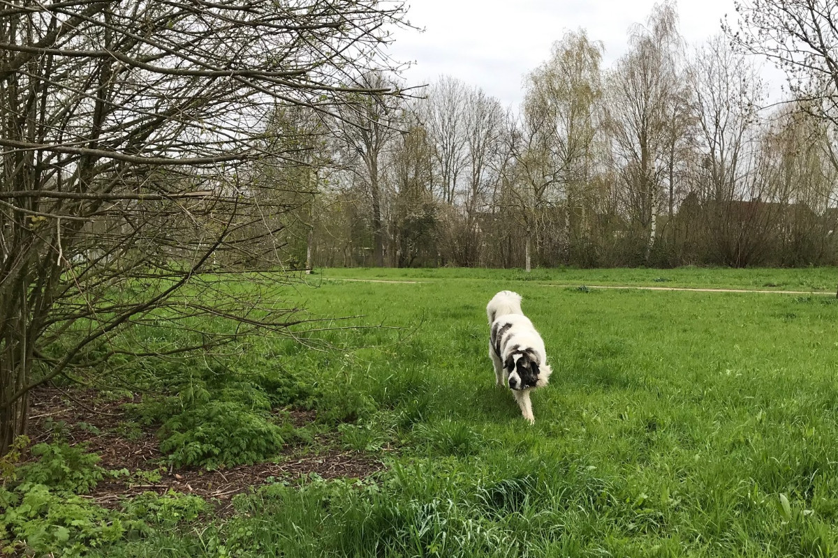 Een tijdelijke opdracht erbij met het uitlaten van prachtige Pyreneese berghonden