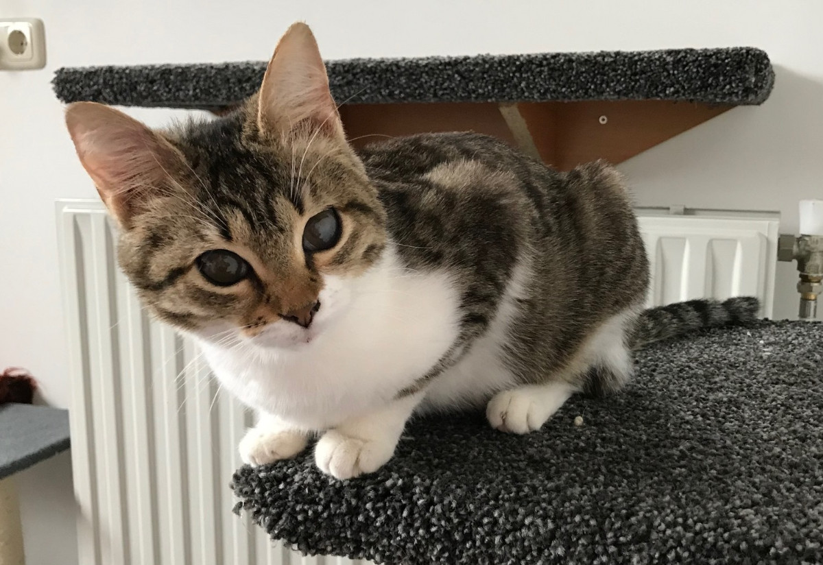 Pleegkitten Luna vindt een gouden mandje