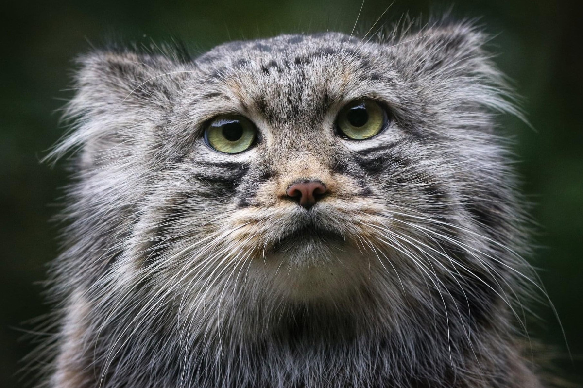 Manul of Pallas kat