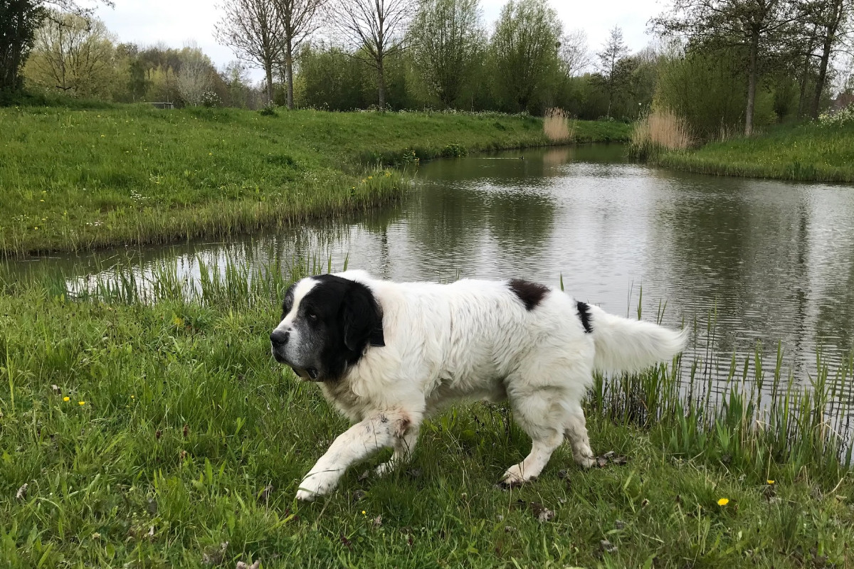 Yuri en Turron, Pyreneese berghonden in beeld