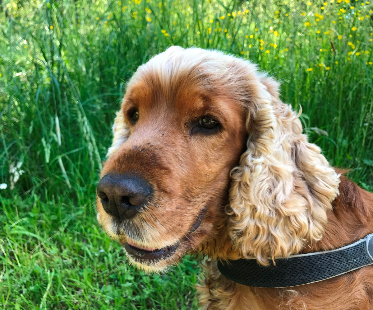 Cocker spaniel Adje