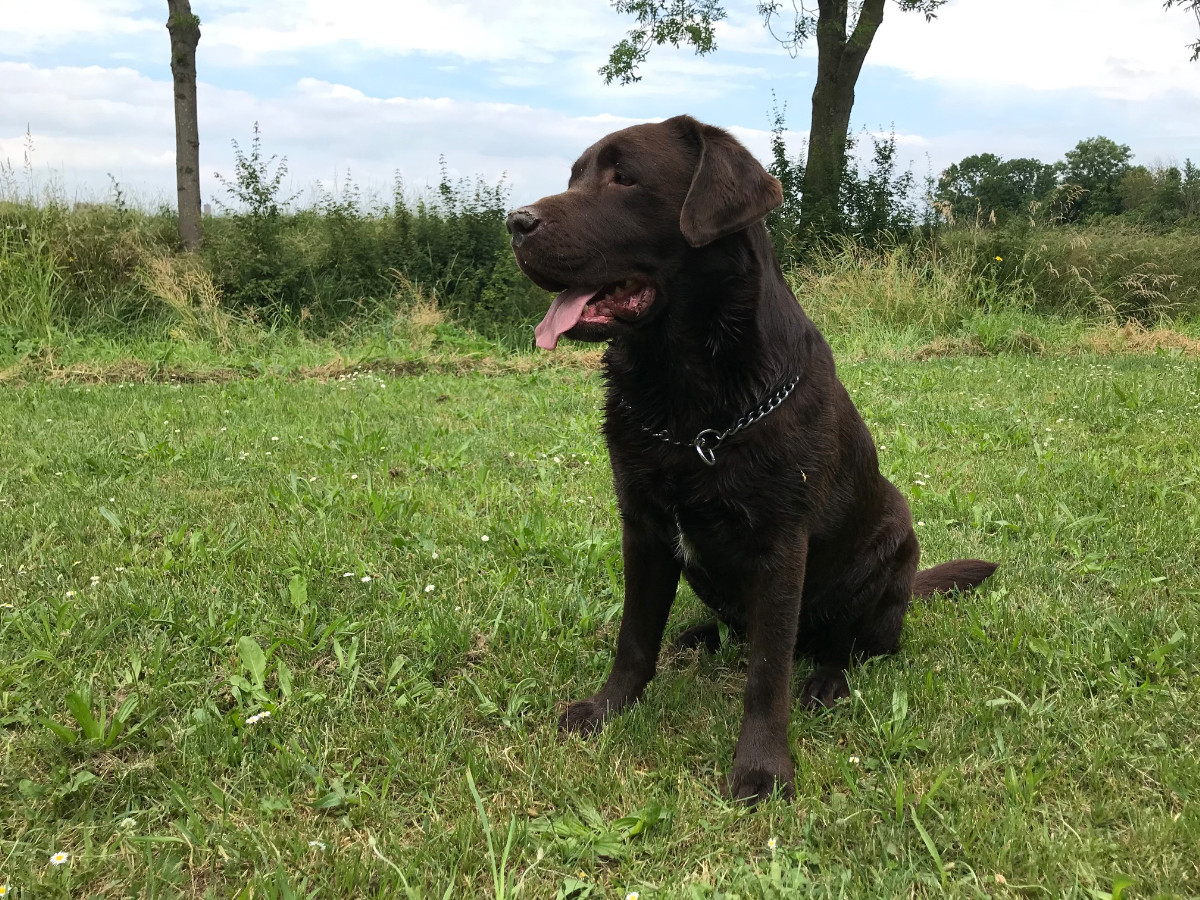 Nieuwe opdracht om Labrador Navy uit te laten!