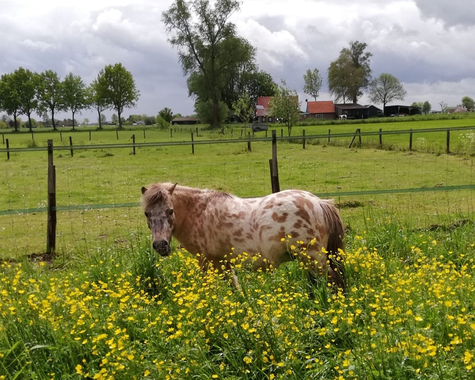 Eens heel wat anders, mogelijk verzorgen van 4 paarden én twee honden!