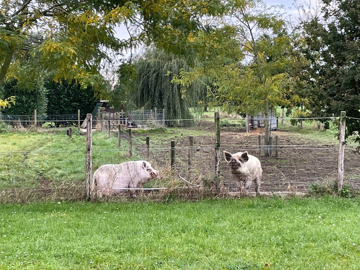 Het is lekker druk bij Marielle's beestenboel, binnenkort varkens en pluimvee verzorgen!