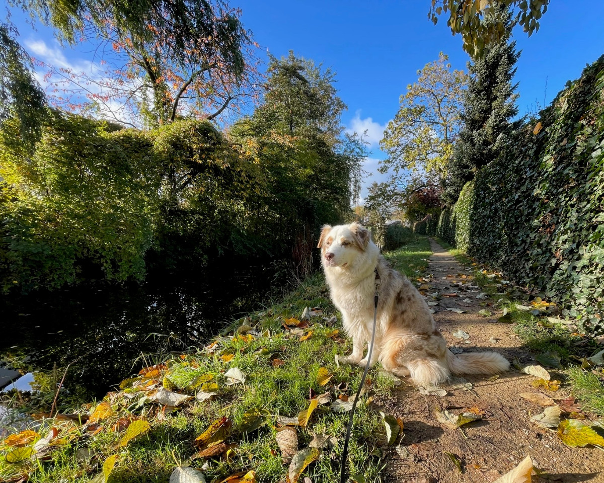 Mooie hondjes op een mooie herfstdag