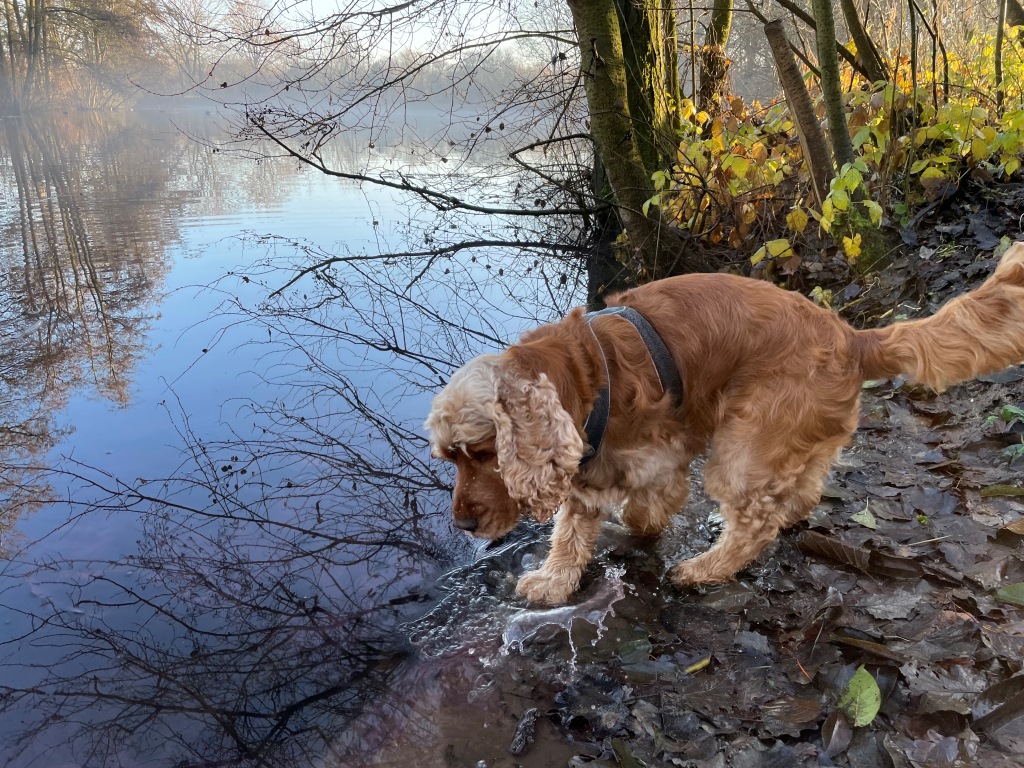 Wat een fantastisch wandelweer voor mij en de honden was het de afgelopen dagen!