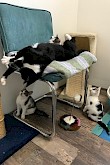 Kittens spelen met moederpoes