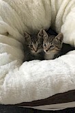 Kittens in grote mand