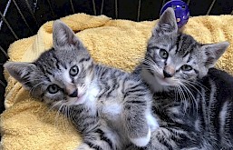Twee kleine cyper kittens